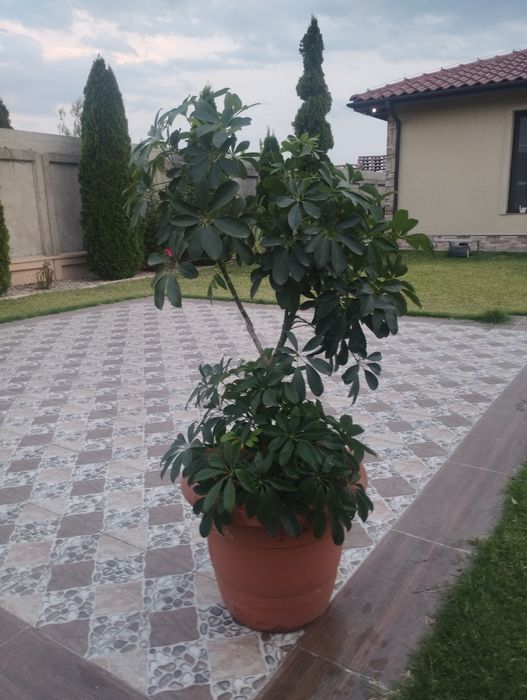 Продавам палма шефлера