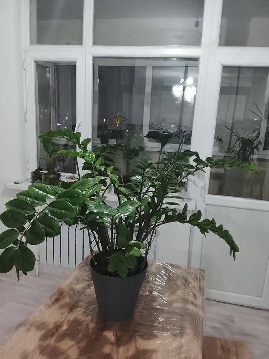 Замиокулькас ( Долларовое дерево)