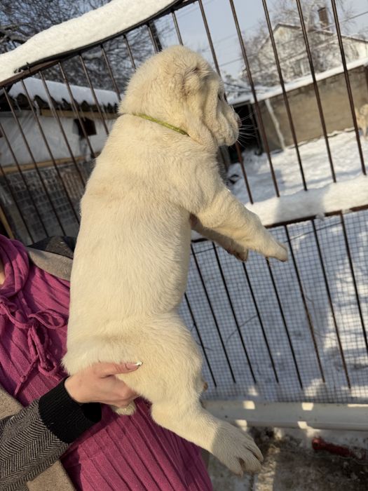Продаются щенки алабай
