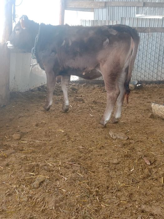 Парода бұзау сатылады