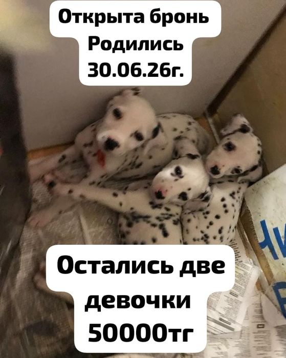 Открыта бронь на щенков далматинец