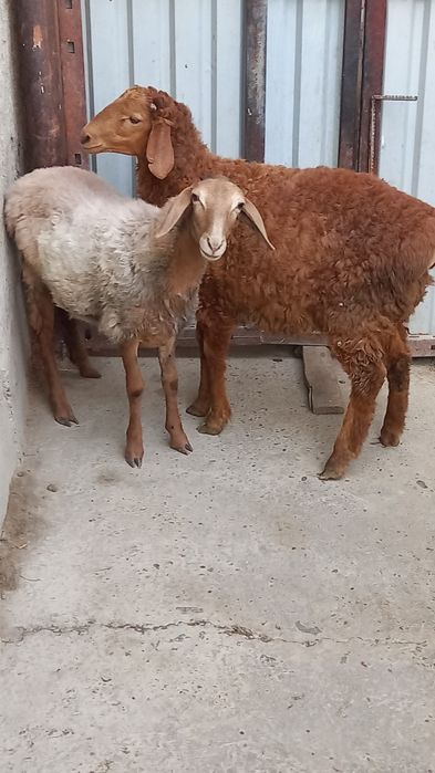 Barrala sotiladi