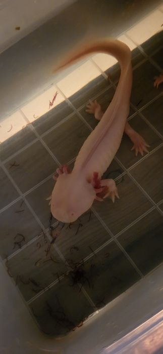 Salamandre axoloti
