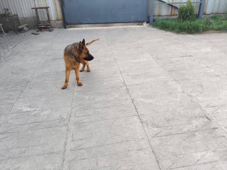 Немецкая овчарка