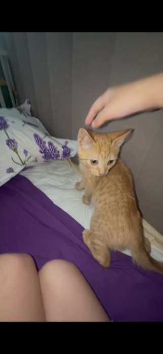 Рижий котенок,4 месяца