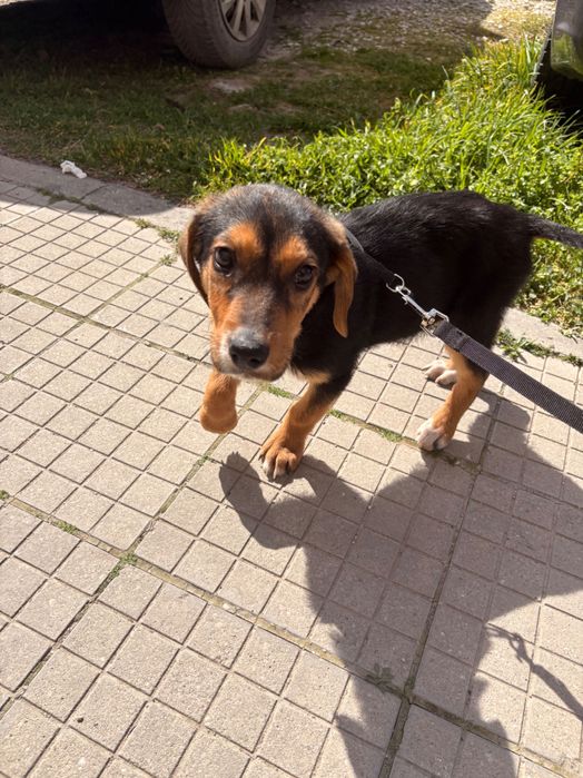 Подарявам малко кученце