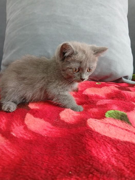 Продам милого котенка