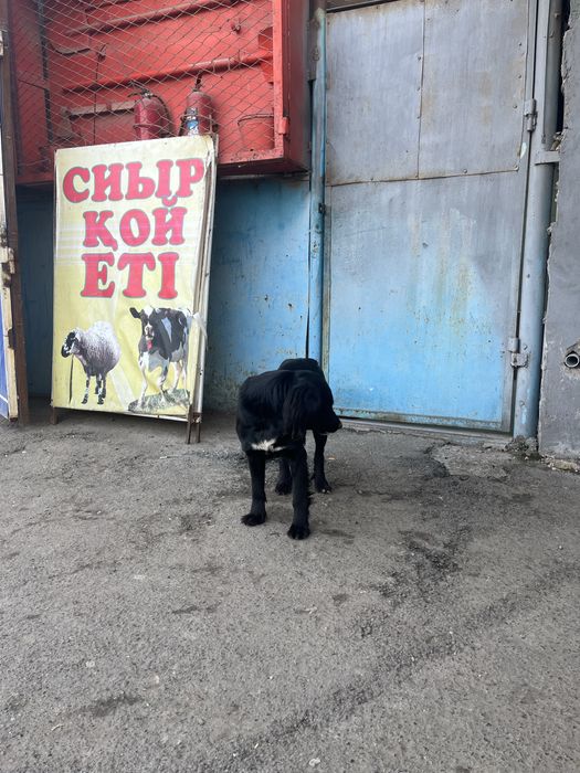 Жоғалған ит - Потеряшка