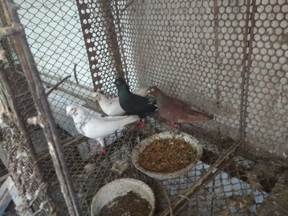 Голуби, молодняк, и не только