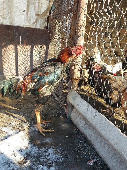 Шөже кораз сатылады