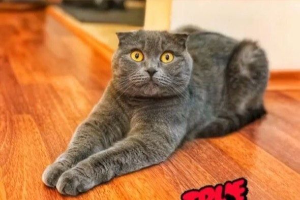 Отдам в добрые руки кошечку