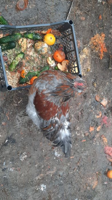 Петухи Амеруканы 4