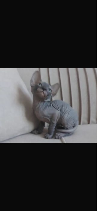 Котята породы Канадский Сфинкс