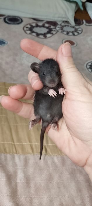 Крысята Дамбо Рекс