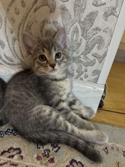 Котёнок в добрые руки