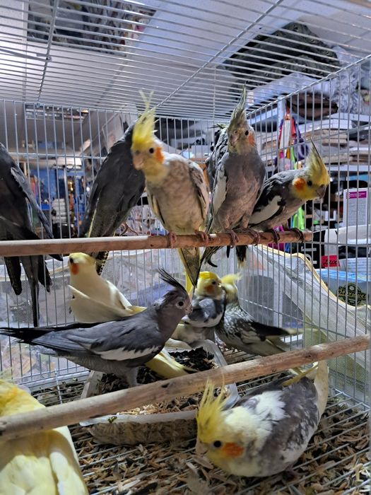 Корелла в зоомагазине