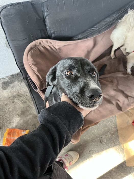 Подарява се женско куче