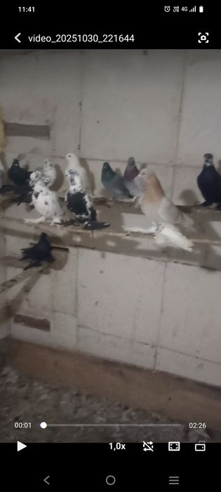 Продажа голубей молодые