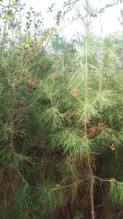 Сосна нихоллари оптом