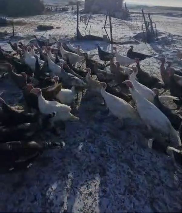 Индюки продается