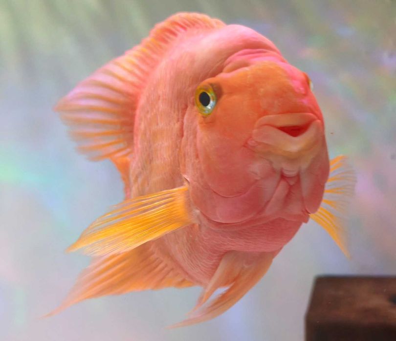 Blood Parrot Cichlid – 3 exemplare mari, sănătoase (lot)