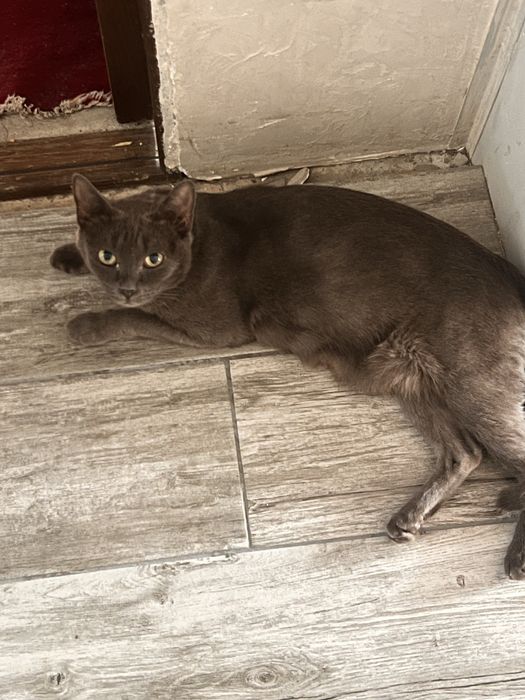 Котята в добрые руки мама британка