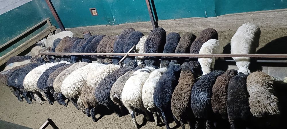 Семиз кой токты тусак кошкар