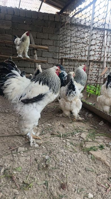Burama xoʻrozlar  sotiladi