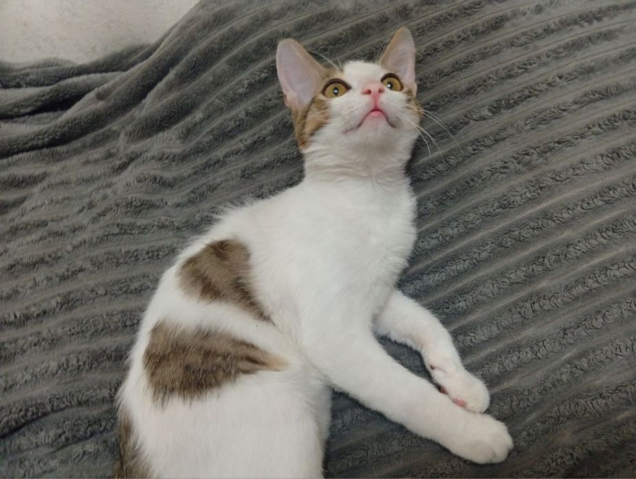 Отдаю котика в хорошие руки