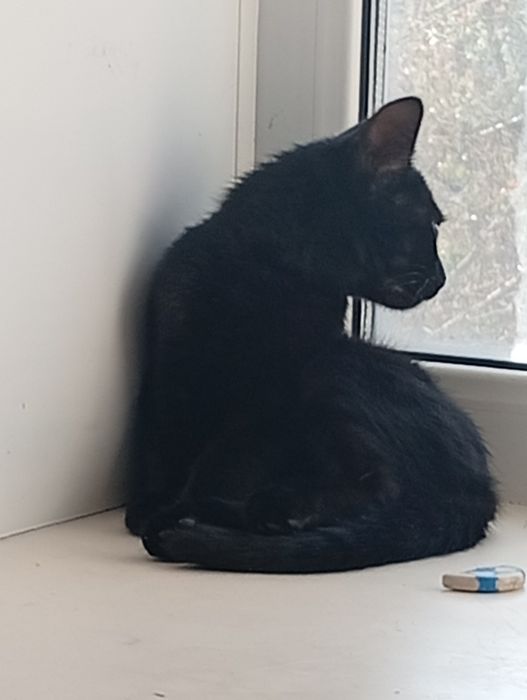 Отдам котёнка в хорошие руки