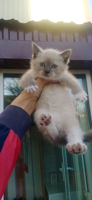 Отдам котят в добрые руки!