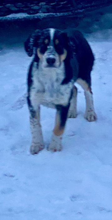 Собачка в добрые руки