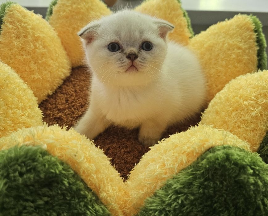 Продам котёнка,  мальчика