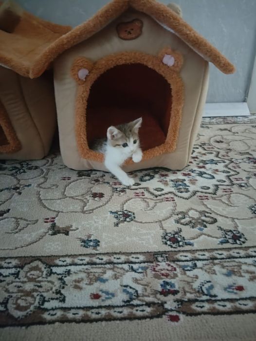 Отдам котенка (мальчик )