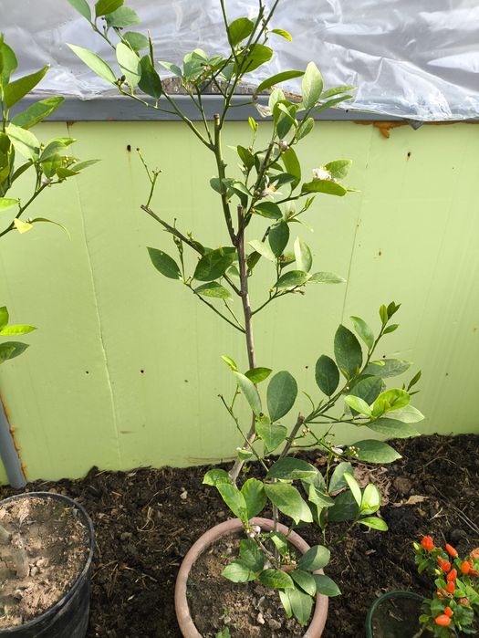 Лимонные деревца