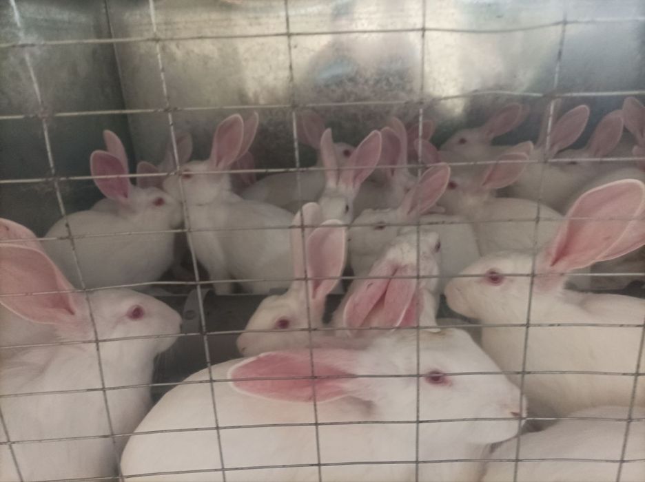 Toza qonli xikol quyonlar sotiladi