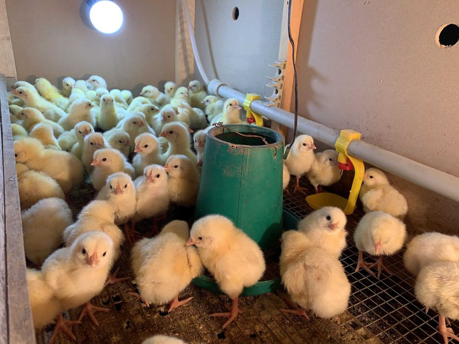 Суточные бройлеры / Цыплята / Бройлер балапандары / Росс-308 /