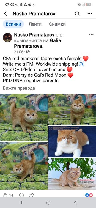 Екзотична персийска котка пълен екстремал