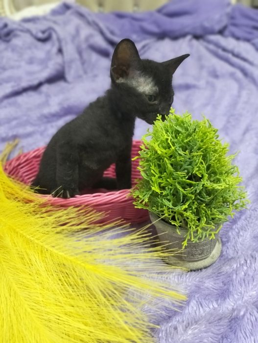 Бронь на котят сфинксов