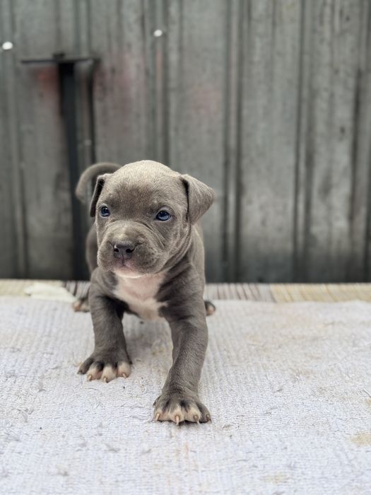 Mascul amstaff blue rasa pura