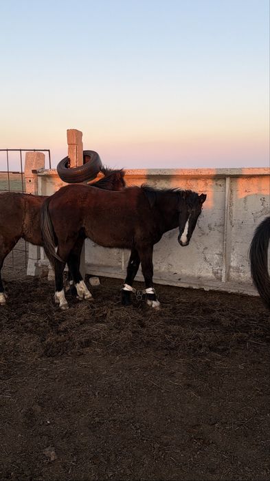 Тайлар сатылады 5 бас