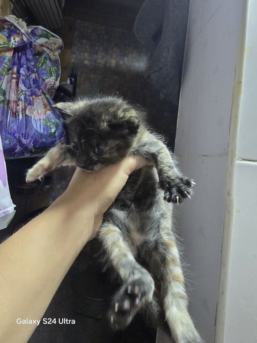 Красивые котята бесплатно!!!