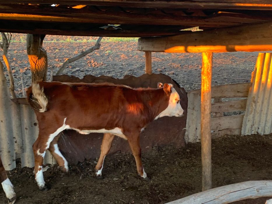 Продам КРС оптом