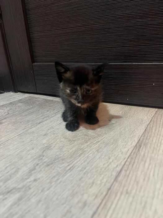 Домашние котята котята