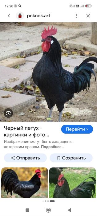 Продам такого черного петушка 4,6 мес