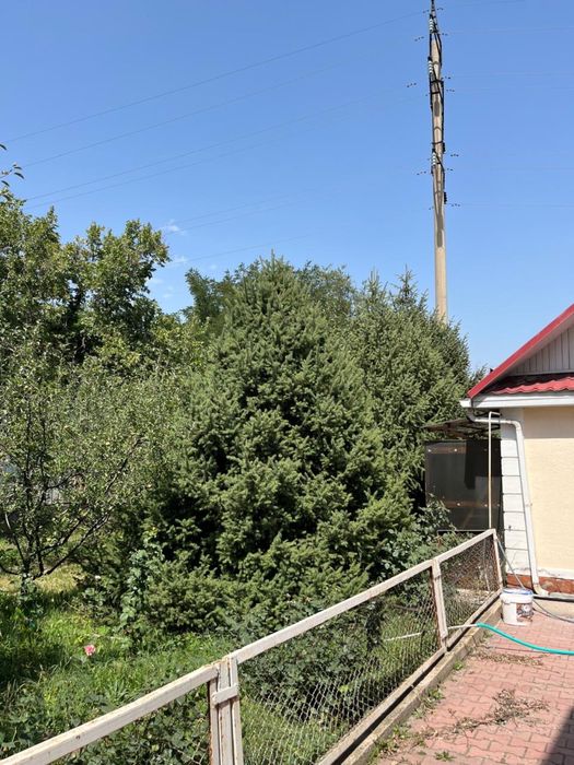 Елки 4 штуки высокие