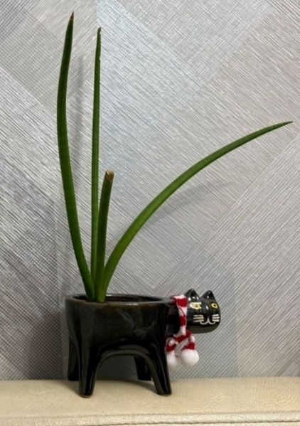 Цветочный горшок - котик