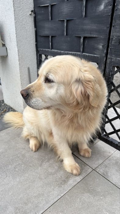 Donez golden retriver