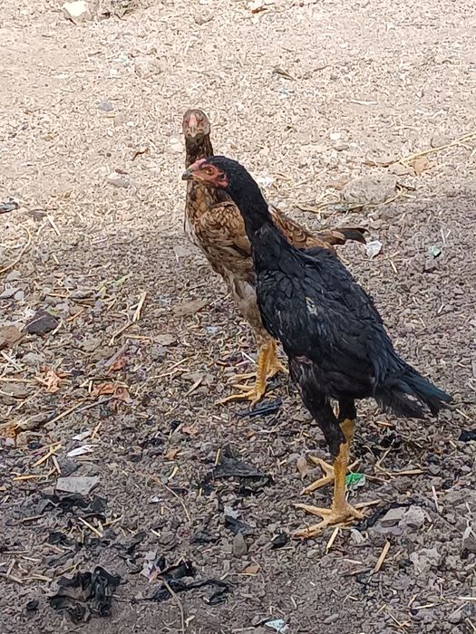 daka jujalar sotiladi oldigonlar alqaga chqsin