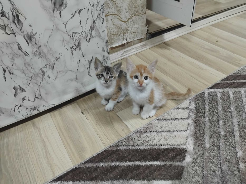 Подарявам котенца